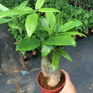 发财树盆栽室内客厅桌面绿植小盆景大发财树苗招财树吸甲醛