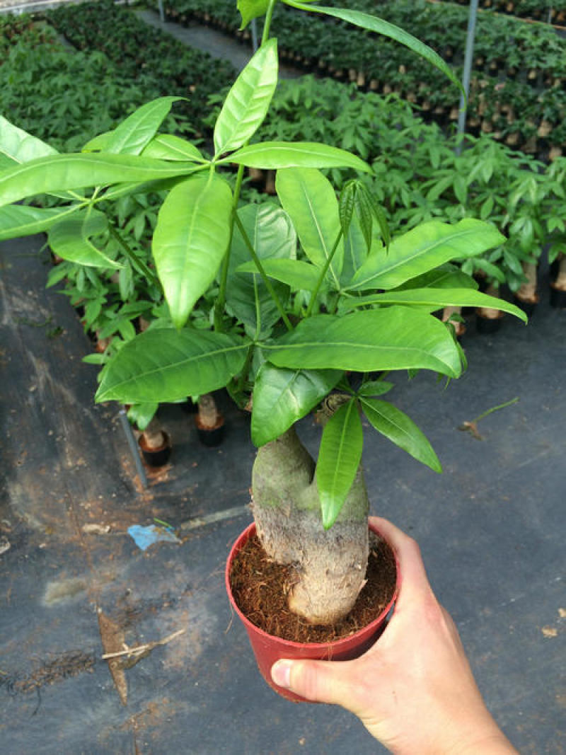 发财树盆栽室内客厅桌面绿植小盆景大发财树苗招财树吸甲醛