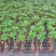 发财树盆栽室内客厅桌面绿植小盆景大发财树苗招财树吸甲醛