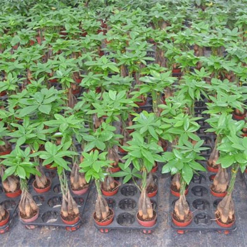 发财树盆栽室内客厅桌面绿植小盆景大发财树苗招财树吸甲醛