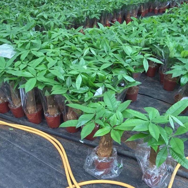 发财树盆栽室内客厅桌面绿植小盆景大发财树苗招财树吸甲醛