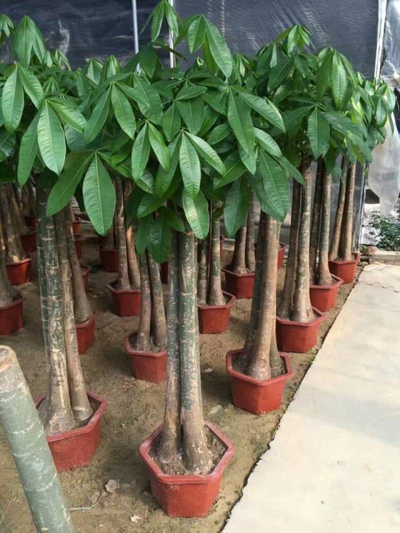 发财树盆栽室内客厅桌面绿植小盆景大发财树苗招财树吸甲醛
