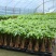 发财树盆栽室内客厅桌面绿植小盆景大发财树苗招财树吸甲醛