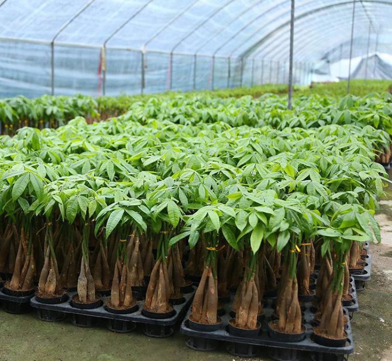 发财树盆栽室内客厅桌面绿植小盆景大发财树苗招财树吸甲醛