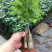发财树盆栽室内客厅桌面绿植小盆景大发财树苗招财树吸甲醛