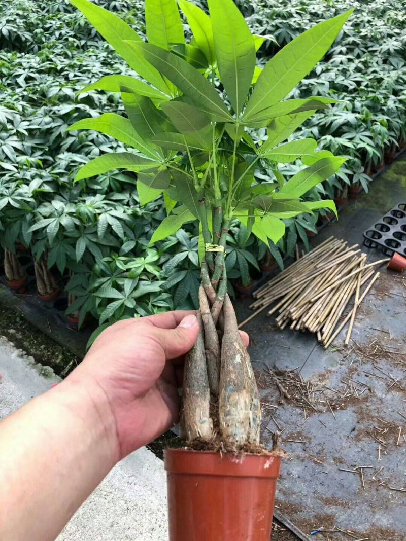发财树盆栽室内客厅桌面绿植小盆景大发财树苗招财树吸甲醛