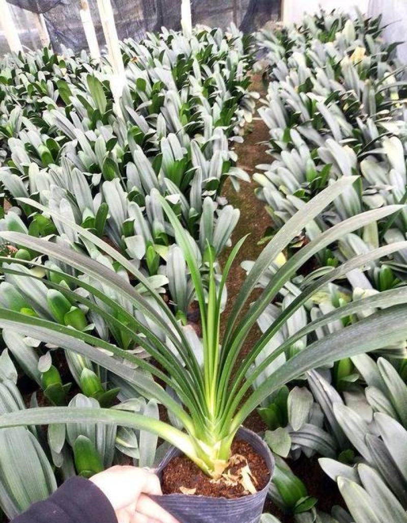 君子兰花君子兰盆栽君子兰苗四季常青植物兰花