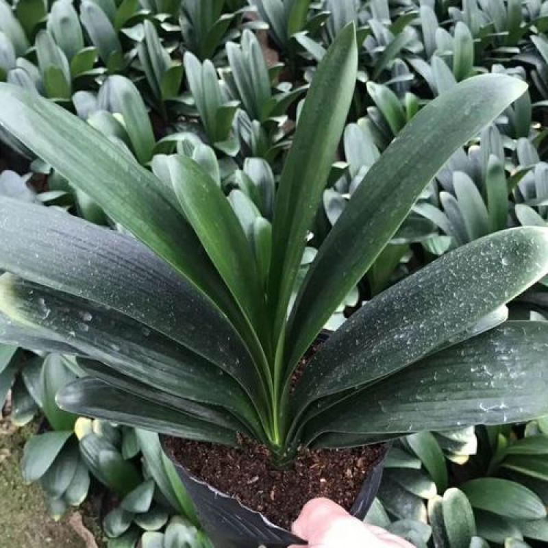 君子兰花君子兰盆栽君子兰苗四季常青植物兰花