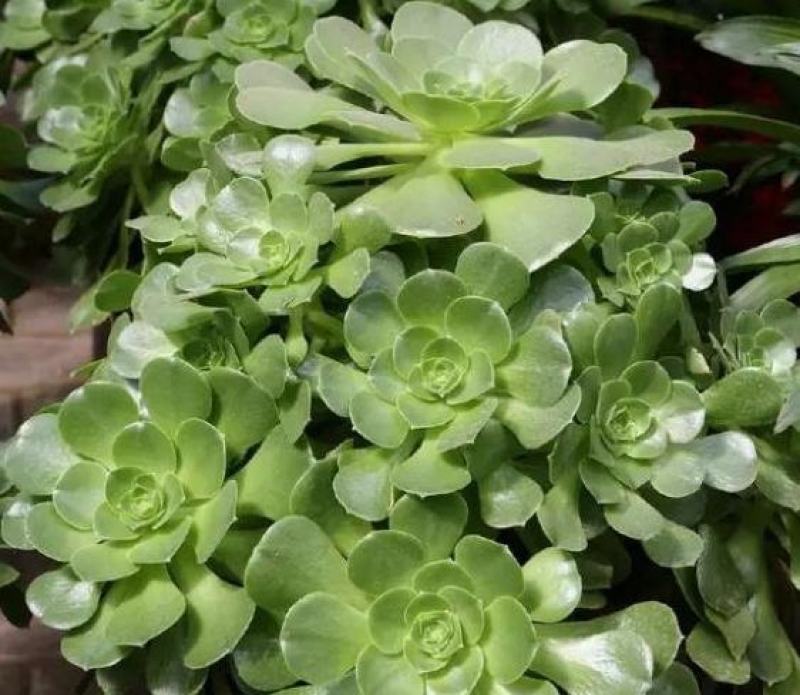 多肉法师玉龙观音香炉盘近亲老桩大型多头量大优惠