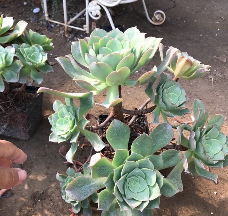 多肉法师玉龙观音香炉盘近亲老桩大型多头量大优惠