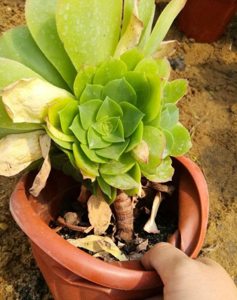 多肉法师玉龙观音香炉盘近亲老桩大型多头量大优惠