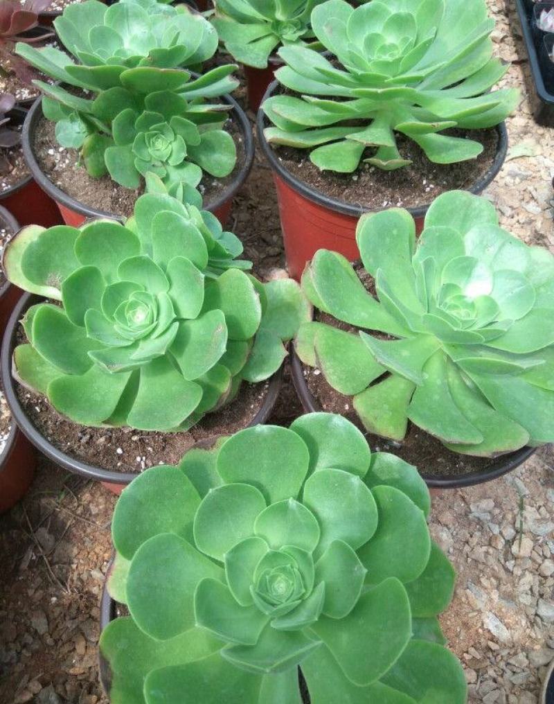 多肉法师玉龙观音香炉盘近亲老桩大型多头量大优惠