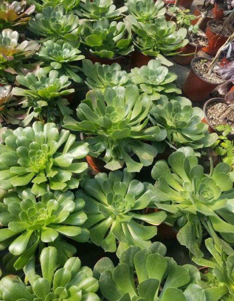 多肉法师玉龙观音香炉盘近亲老桩大型多头量大优惠