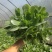 多肉法师玉龙观音香炉盘近亲老桩大型多头量大优惠