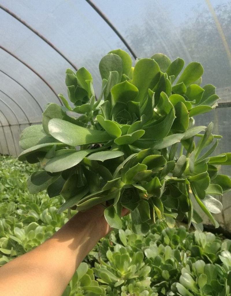 多肉法师玉龙观音香炉盘近亲老桩大型多头量大优惠