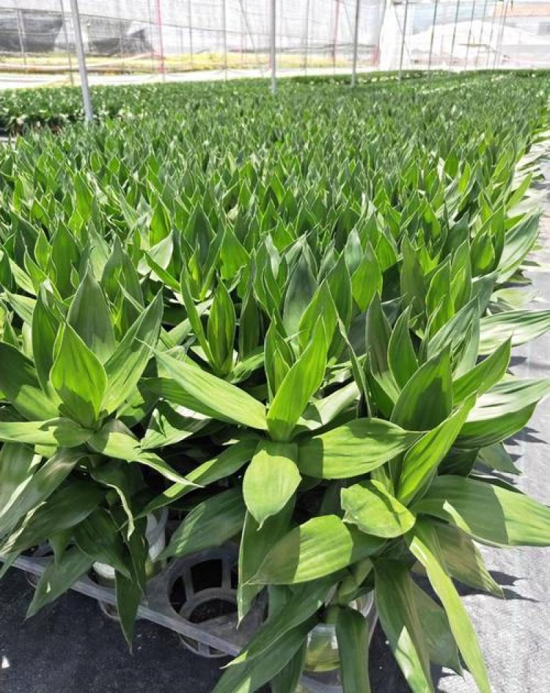 观音竹富贵竹水养水培花卉盆栽植物室内玻璃花瓶绿植四季好养