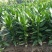 观音竹富贵竹水养水培花卉盆栽植物室内玻璃花瓶绿植四季好养