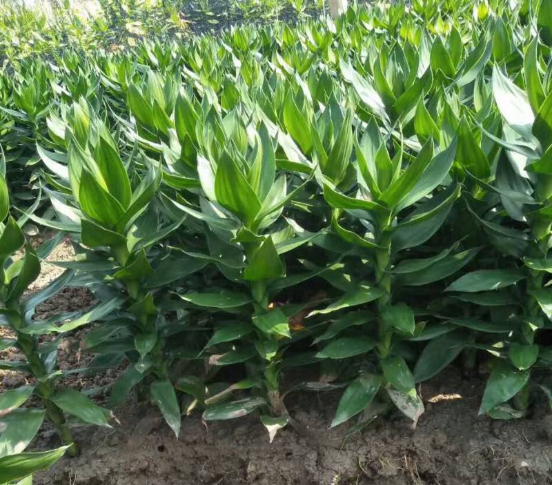 观音竹富贵竹水养水培花卉盆栽植物室内玻璃花瓶绿植四季好养