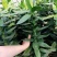 观音竹富贵竹水养水培花卉盆栽植物室内玻璃花瓶绿植四季好养