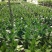 观音竹富贵竹水养水培花卉盆栽植物室内玻璃花瓶绿植四季好养