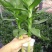 观音竹富贵竹水养水培花卉盆栽植物室内玻璃花瓶绿植四季好养