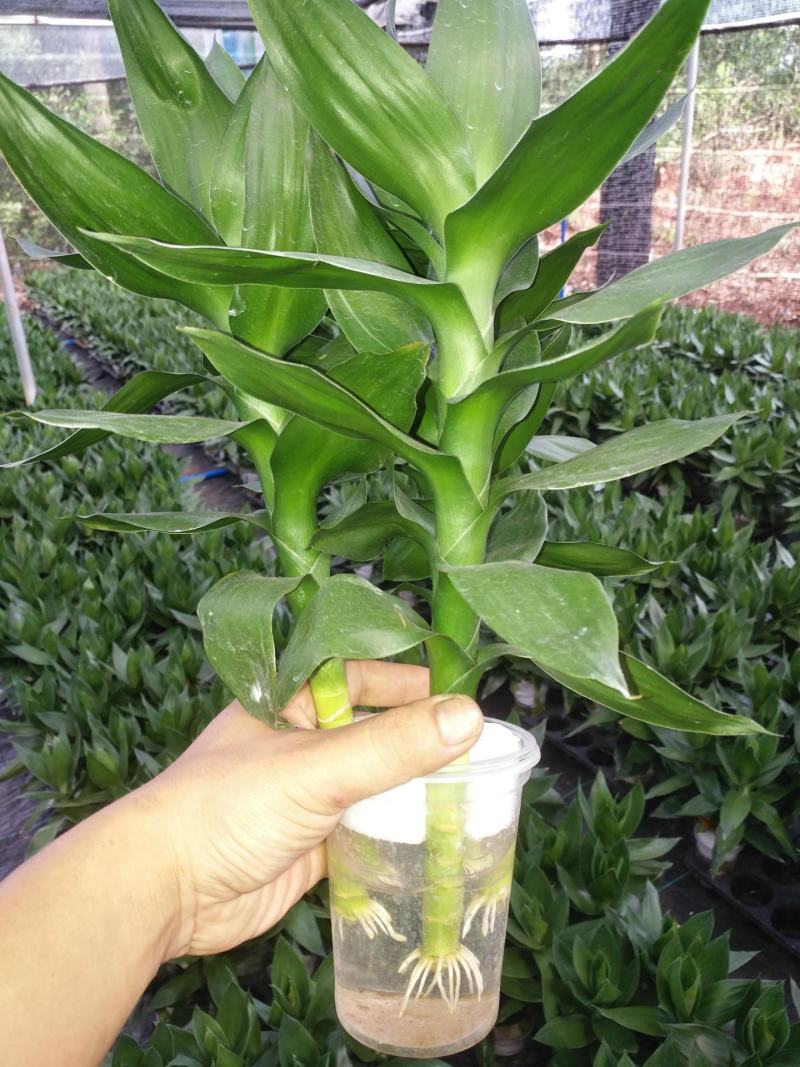观音竹富贵竹水养水培花卉盆栽植物室内玻璃花瓶绿植四季好养