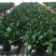 观音竹富贵竹水养水培花卉盆栽植物室内玻璃花瓶绿植四季好养