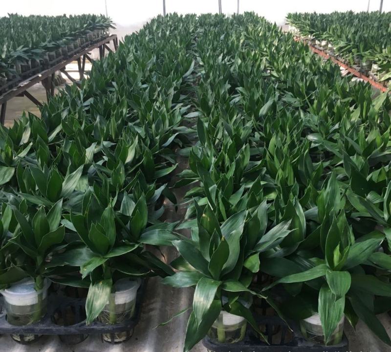 观音竹富贵竹水养水培花卉盆栽植物室内玻璃花瓶绿植四季好养