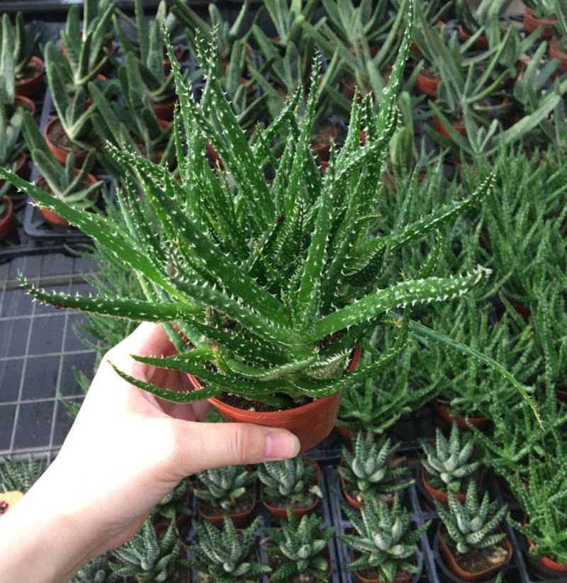 孔雀芦荟多肉芦荟盆栽室内多肉植物芦荟科多肉孔雀芦荟