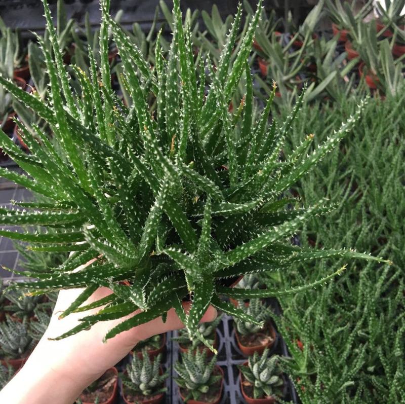 孔雀芦荟多肉芦荟盆栽室内多肉植物芦荟科多肉孔雀芦荟