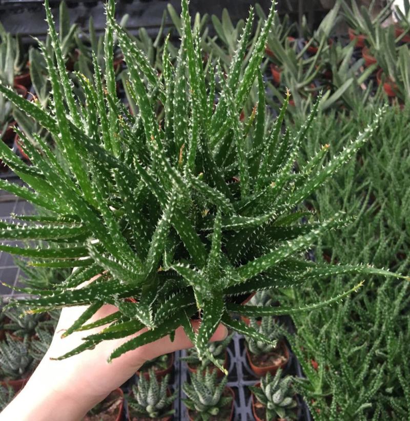 孔雀芦荟多肉芦荟盆栽室内多肉植物芦荟科多肉孔雀芦荟