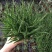 孔雀芦荟多肉芦荟盆栽室内多肉植物芦荟科多肉孔雀芦荟
