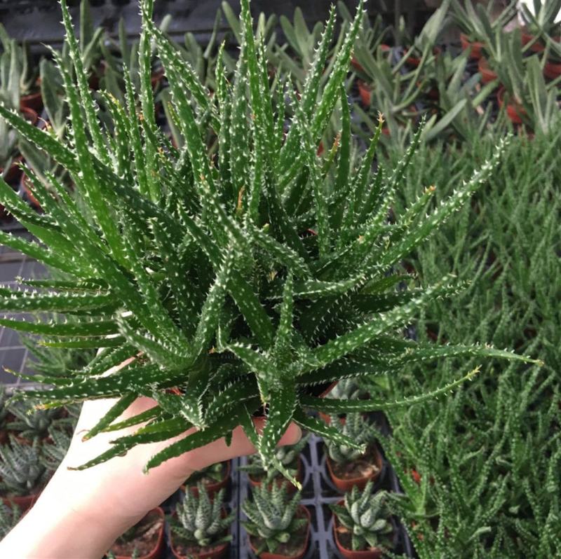 孔雀芦荟多肉芦荟盆栽室内多肉植物芦荟科多肉孔雀芦荟