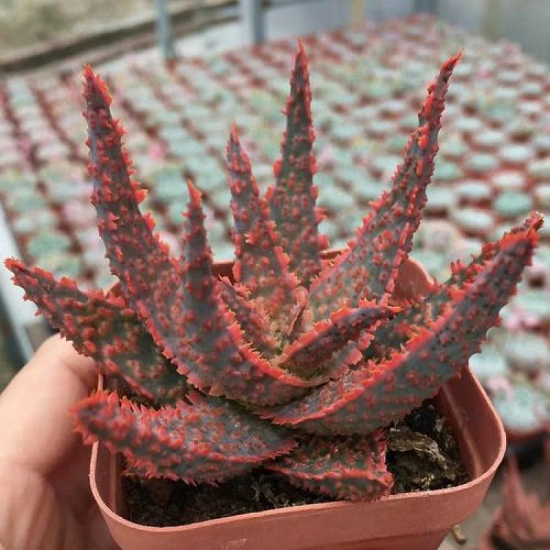 圣诞芦荟多肉植物组合小盆栽美国超级芦荟实生办公室多肉
