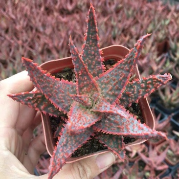 圣诞芦荟多肉植物组合小盆栽美国超级芦荟实生办公室多肉