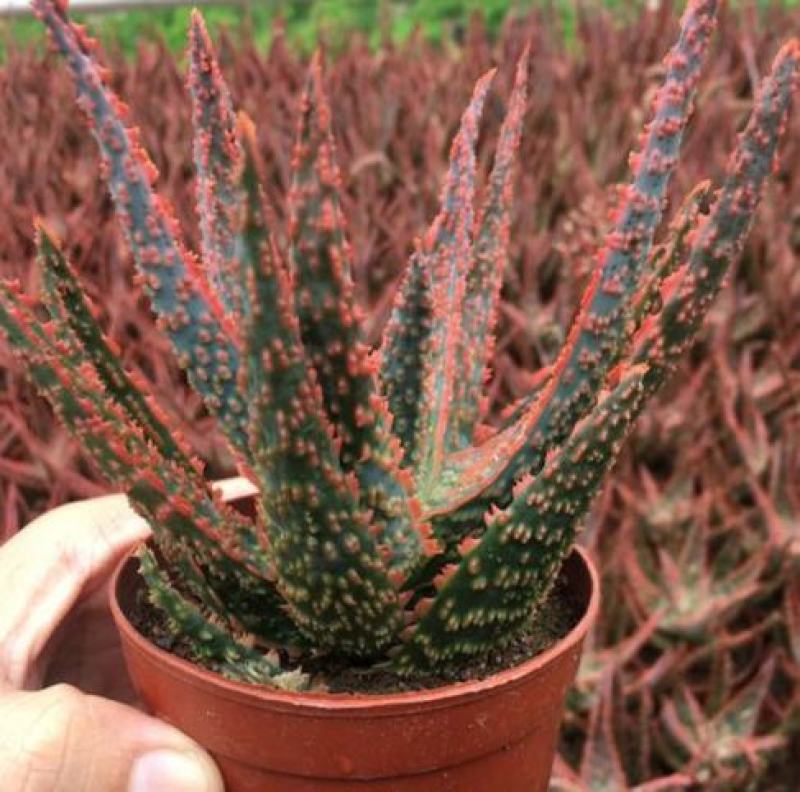 圣诞芦荟多肉植物组合小盆栽美国超级芦荟实生办公室多肉