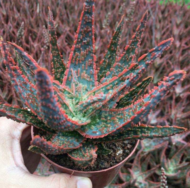 圣诞芦荟多肉植物组合小盆栽美国超级芦荟实生办公室多肉