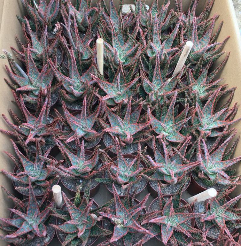 圣诞芦荟多肉植物组合小盆栽美国超级芦荟实生办公室多肉