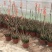 圣诞芦荟多肉植物组合小盆栽美国超级芦荟实生办公室多肉