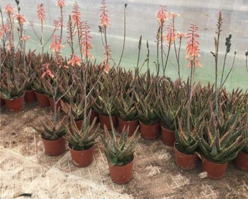 圣诞芦荟多肉植物组合小盆栽美国超级芦荟实生办公室多肉