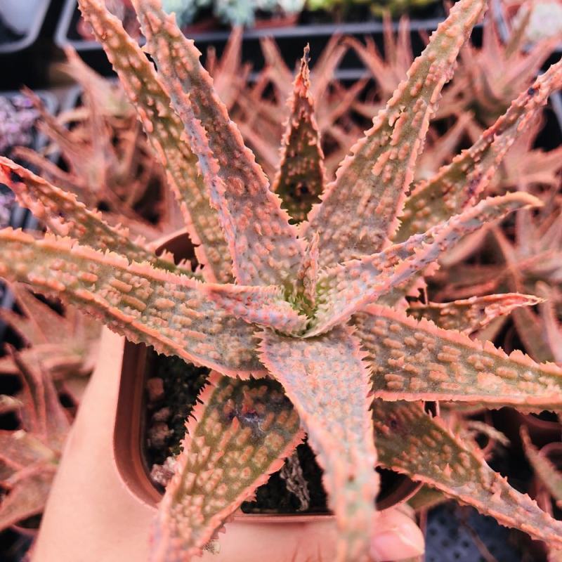 圣诞芦荟多肉植物组合小盆栽美国超级芦荟实生办公室多肉