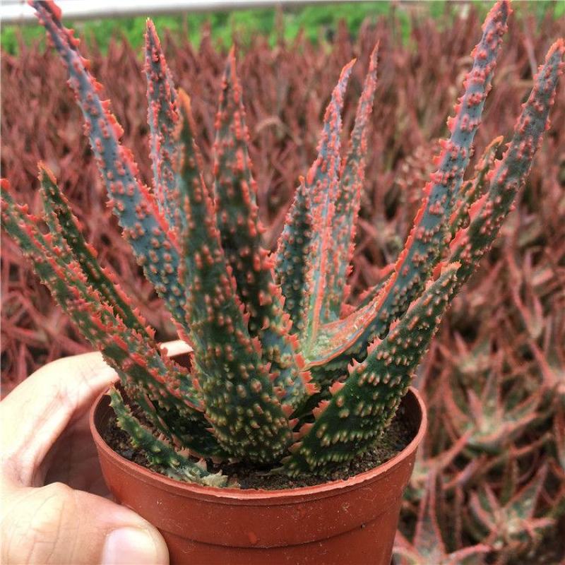 圣诞芦荟多肉植物组合小盆栽美国超级芦荟实生办公室多肉