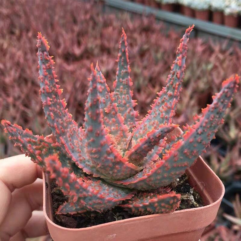 圣诞芦荟多肉植物组合小盆栽美国超级芦荟实生办公室多肉