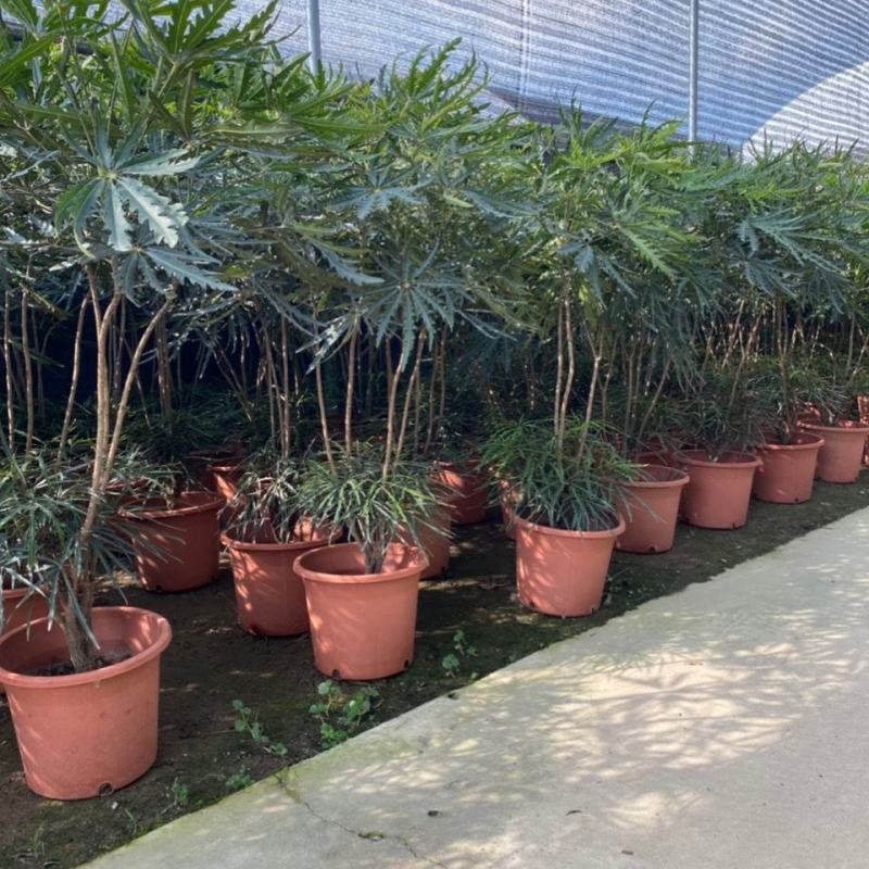 孔雀木大型盆栽绿植客厅办公室内外净化空气吸甲醛观叶