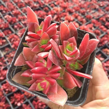 红叶祭多肉植物多肉盆栽耐寒耐干旱植物红色植物