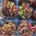 红叶祭多肉植物多肉盆栽耐寒耐干旱植物红色植物