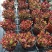 红叶祭多肉植物多肉盆栽耐寒耐干旱植物红色植物