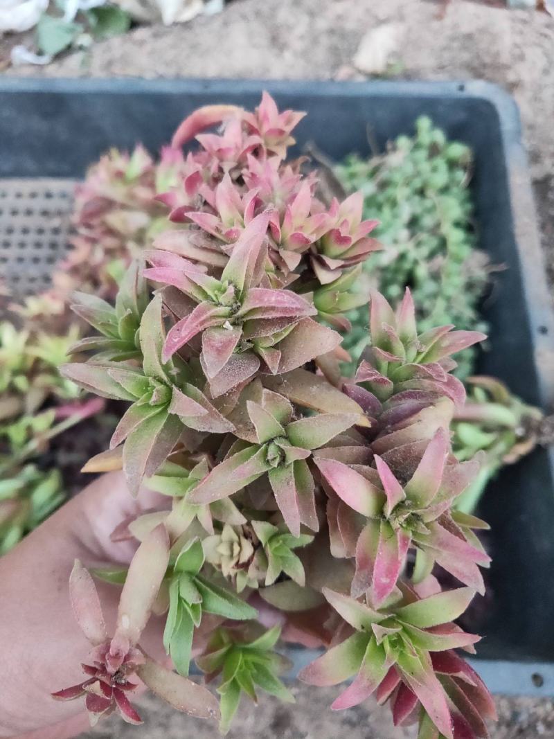 红叶祭多肉植物多肉盆栽耐寒耐干旱植物红色植物