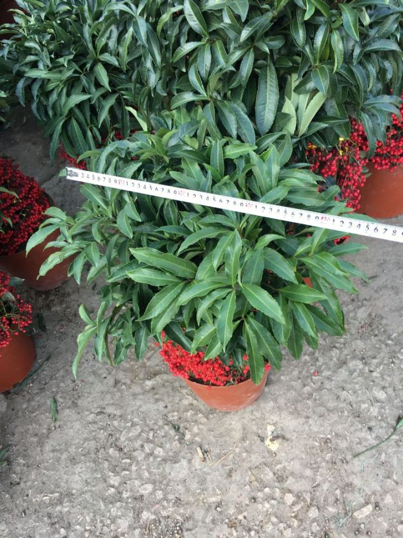 富贵籽盆栽黄金万两金枝玉叶朱砂根伞状室内盆景绿植花卉