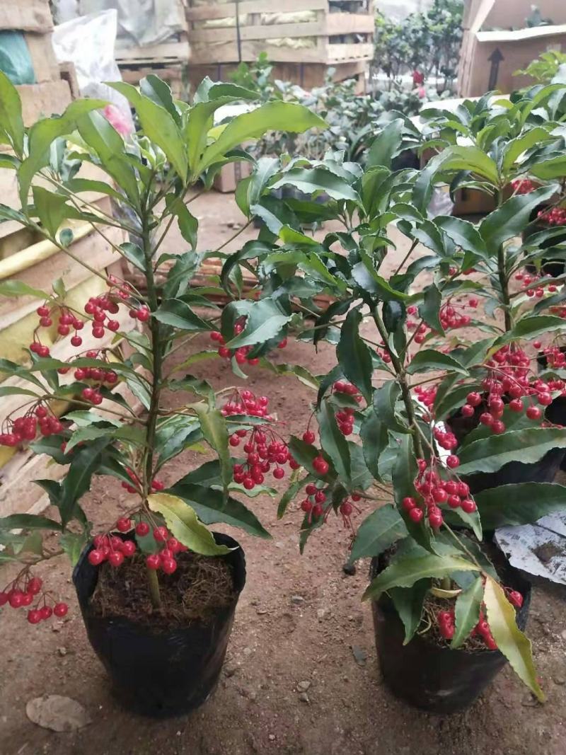 富贵籽盆栽黄金万两金枝玉叶朱砂根伞状室内盆景绿植花卉